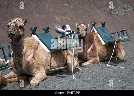 Camels and camel trainer Timafya National Park Lanzarote Stock Photo