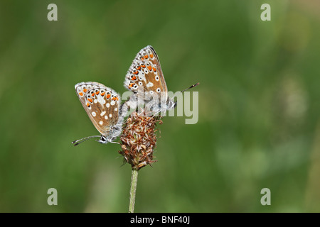 Male and Female Durham Argus Aricia artaxerxes salmacis Butterflies Mating North East England United Kingdom Stock Photo