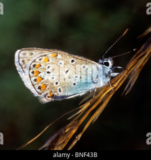 Common Blue (Polyommatus icarus), butterfly on a dry stem. Stock Photo