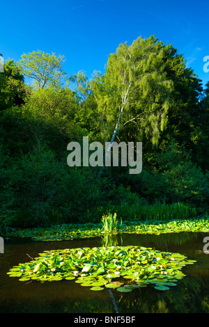 England, Northumberland, Bolam Lake Country Park. Flowering water lilies at the Bolam Lake Country Park near Belsay. Stock Photo