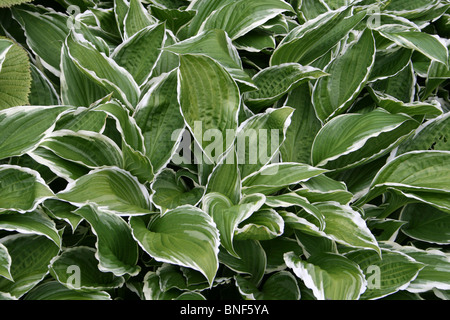 Variegated Hosta Leaves Taken At Ness Botanical Gardens, Wirral, UK Stock Photo