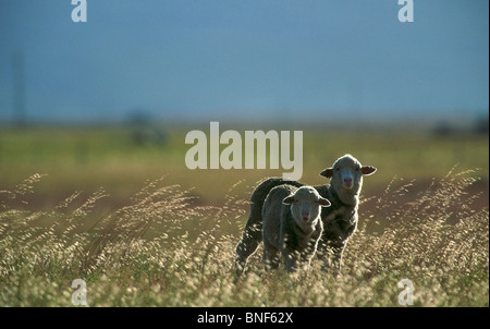 Side lit Domestic sheep (Ovis aries) in field, Oudtshoorn, Western Cape Province, South Africa Stock Photo
