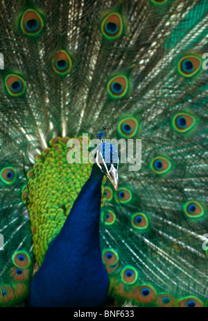 Portrait of a Peacock displaying his tail feathers, Pietermaritzburg, KwaZulu-Natal Province, South Africa Stock Photo