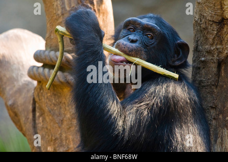 Western common chimpanzee (Pan troglodytes verus), peeling the bark of a branch Stock Photo