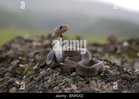 Juvenile of Indian Spectacled Cobra (Naja naja) Naja naja is a species of venomous snake. Stock Photo