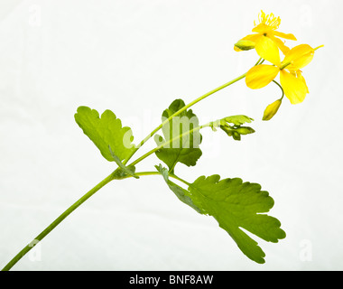 Chelidonium majus, greater Celandine, wartwort, tetterwort. Flowers in studio against a white background. Stock Photo