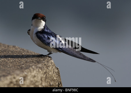 Wire-tailed Swallow (Hirundo smithii) This bird is found in open country near water and human habitation. Stock Photo