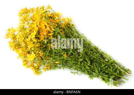 Flowers in studio against a white background. Stock Photo