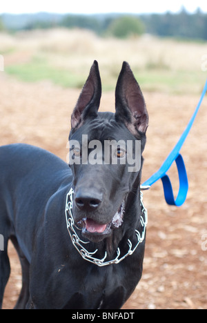 Great dane head hot sale collar