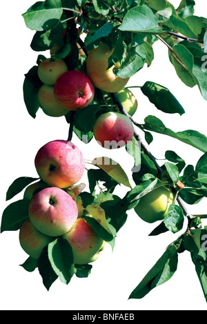 Malus domestica, apple tree with fruits isolated on white. Stock Photo