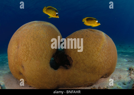 Two Diagonal Butterflyfish (Chaetodon fasciatus), also known as the Red Sea Raccoon Butterflyfish, Stock Photo