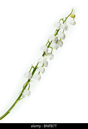 Convallaria majalis, Lily of the Valley. Flowers in studio against a white background. Stock Photo