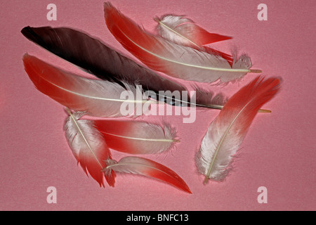 Greater Flamingo feathers and one Eurasian Jay feather on pink background Stock Photo
