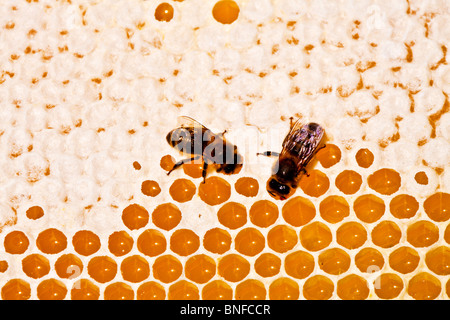 Two bees on a honeycomb showing capped and uncapped hexagonal cells Stock Photo