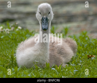A young mute swan, cygnet, sitting on the grass looking straight towards the camera Stock Photo