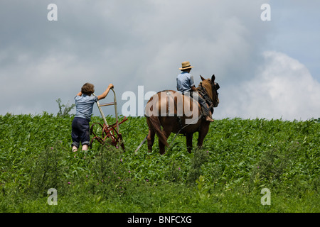 Barefoot Amish boys, brothers, 12 and 16, cultivating between rows of feed corn, Nelliston, New York, Mohawk Valley Stock Photo