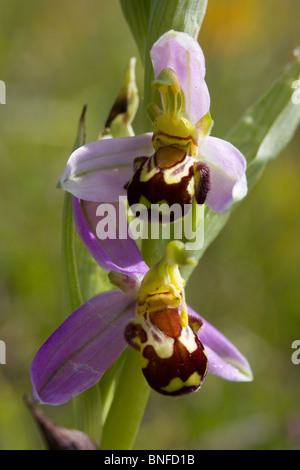 Bee orchid (Ophrys apifera) Stock Photo