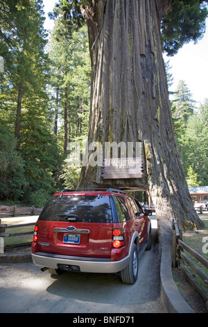 A car drives through the Chandler Tree, a giant redwood tree in the Avenue Of The Giants near Leggett, California Stock Photo