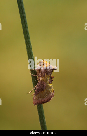 Burnished Brass Moth diachrysia chrysitis resting on grass stem Stock Photo