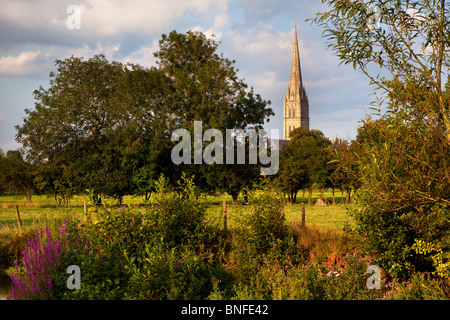 Evening summer sunshine on Salisbury Cathedral, Wiltshire viewed across the River Nadder from Harnham Stock Photo