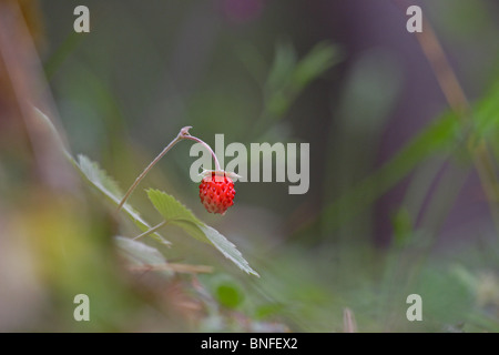 Wild Strawberry (Fragaria vesca), July 2010 Stock Photo