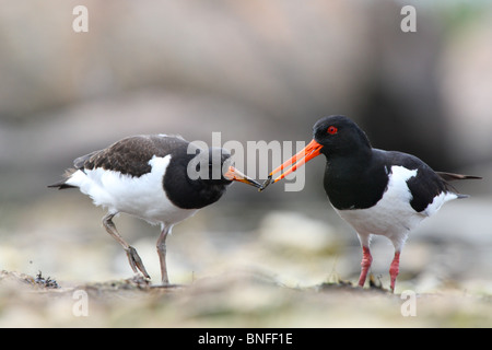 Adult Oystercatcher (Haematopus ostralegus) is feeding his young. Europe Stock Photo