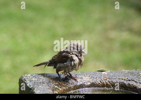 Female House Sparrow sitting on the side of a bird bath. Stock Photo