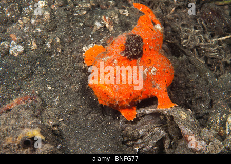 Painted Frogfish (Antennarius pictus), orange phase Stock Photo