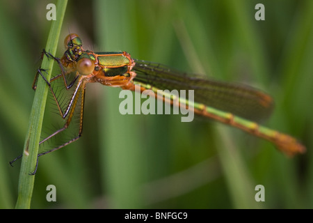 Female emerald damselfly (Lestes sponsa) on grass stem Stock Photo