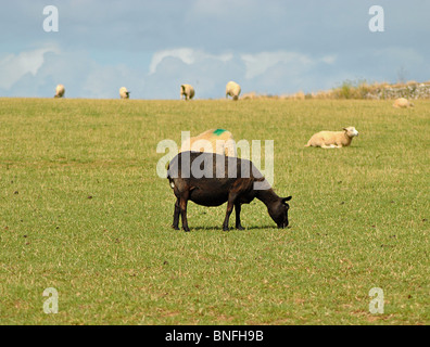 Single black sheep in field of white ones, Cornwall, England Stock Photo