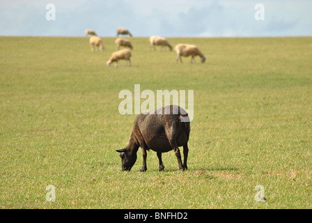 Single black sheep grazing in a field of white ones Stock Photo