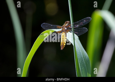 Female broad-bodied chaser (Libellula depressa) dragonfly Stock Photo