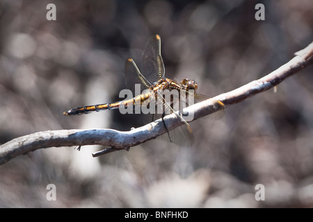 Immature male keeled skimmer dragonfly (Orthetrum coerulescens) on the heath. Stock Photo