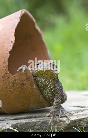 Toad resting on plant pot Stock Photo