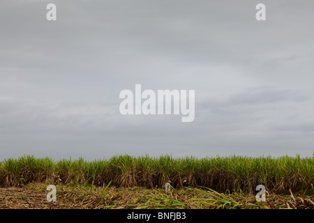 Harvesting sugar cane, Cuban interior, Cuba Stock Photo