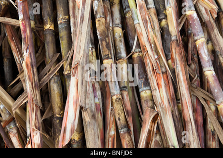 Strips of sugar cane in a field - harvesting sugar cane, Cuban interior, Cuba Stock Photo