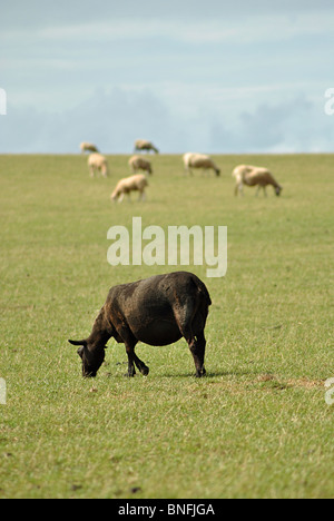 Single black sheep grazing in a field of white ones Stock Photo