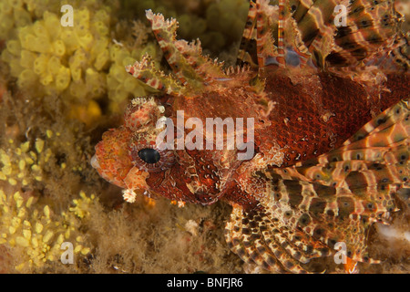 Shortfin Lionfish (Dendrochirus brachypterus) Stock Photo