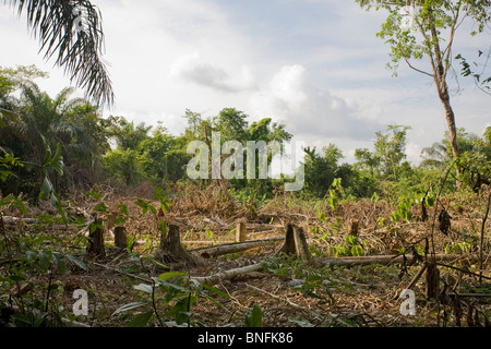 RAINFOREST DESTRUCTION, forest cleared for agricultural expansion of banana and cassava plantations, Kanuku mountains, Guyana. Stock Photo