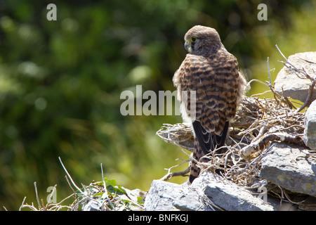 Kestrel perched on a dry stone wall. Stock Photo