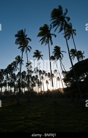 Coconut Tree grove, Kauai, Hawaii Stock Photo