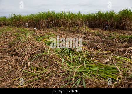 Harvesting sugar cane, Cuban interior, Cuba Stock Photo