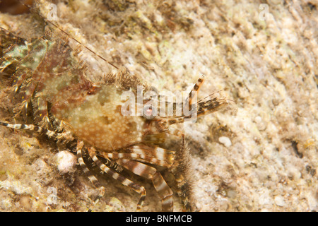 Shrimp (Saron marmoratus), Hippolytidae (Hump-backed) family Stock Photo