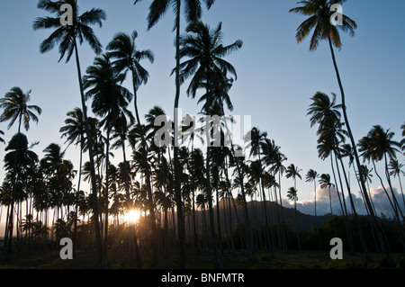 Coconut Tree grove, Kauai, Hawaii Stock Photo