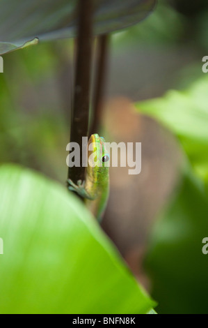 Day Gecko, exotic species, Kauai, Hawaii Stock Photo