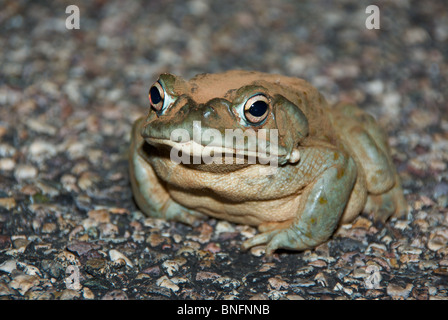 A big fat Sonoran Desert Toad (Ollotis alvaria) sitting on a paved road, covered with the dirt out of which it recently dug. Stock Photo