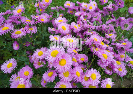 Birstwith Hall and Gardens, near Harrogate North Yorkshire UK Stock ...