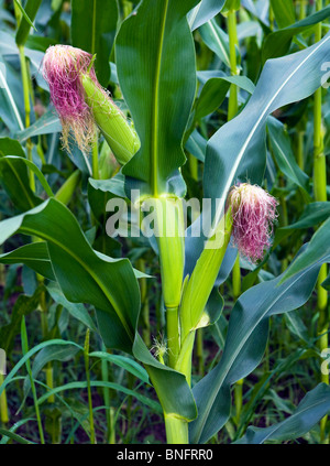 Ears of corn in field, Asturias, Spain Stock Photo