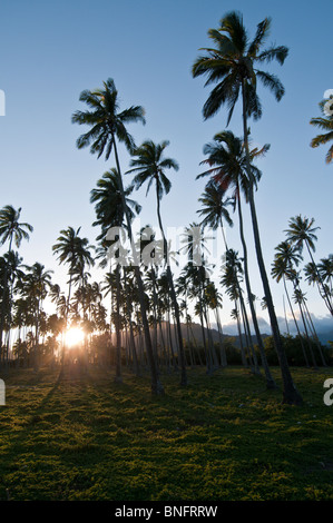 Coconut Tree grove, Kauai, Hawaii Stock Photo