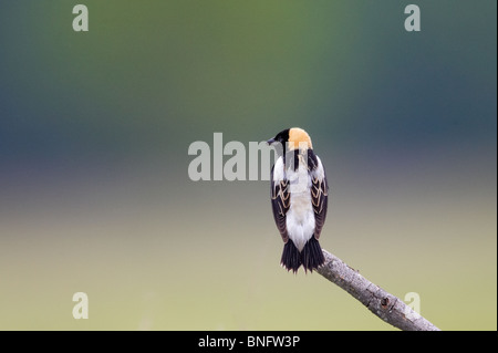 Adult male Bobolink Perched Stock Photo